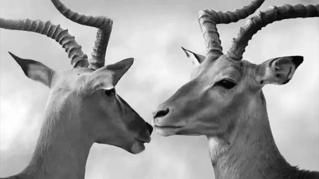 斯可馨沙发科技布新款,斯可馨布艺沙发最新款