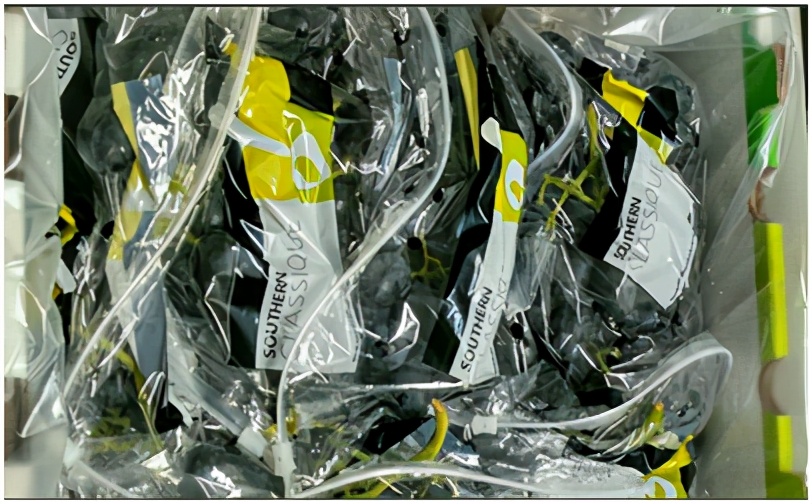 进口提子哪些品种 (进口提子品种及图解)