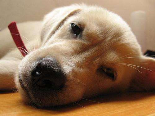 狗狗经常拉肚子,狗狗经常腹泻怎么办最快解决