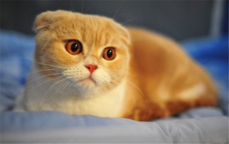 崩溃!猫咪吃「小强」会有危险吗?注意别做一件事