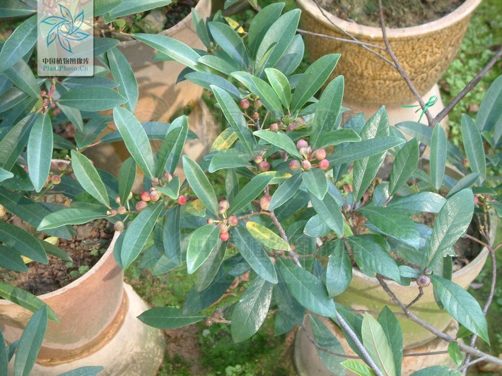 竹叶榕在北方能过冬天吗,琴叶榕功效好还是竹叶榕功效好