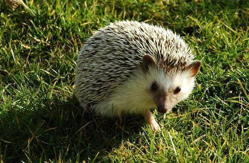 刺猬浑身都是宝,刺猬养殖的方法及注意事项