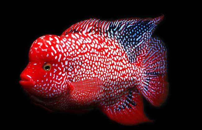 毒苗罗汉鱼饲养,罗汉鱼饲养教程上