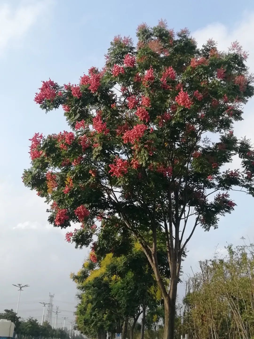 草木人间和燃冬,草木和人间