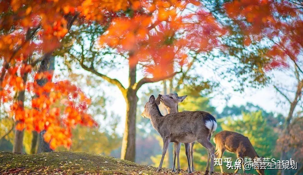 又见奈良深度解析,又见奈良
