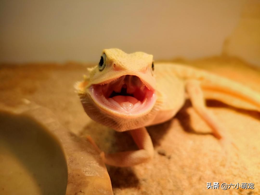 怎么样养好鬃狮蜥苗子,鬃狮蜥是一只养好还是一对养好