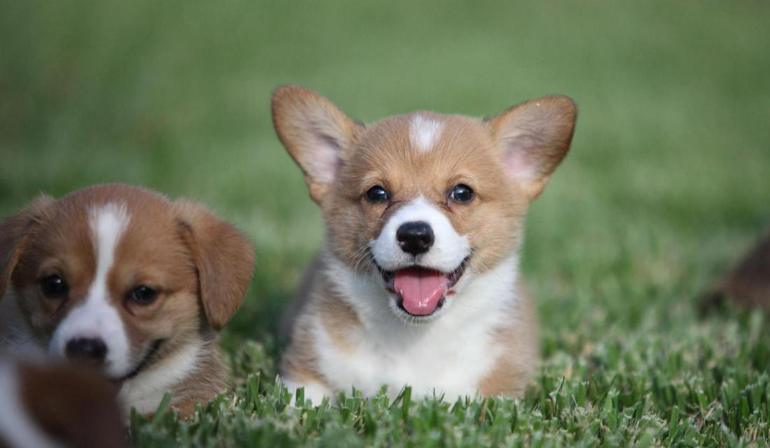 家里的狗狗掉毛毛应该怎么弄,狗狗毛发褪色怎么回事如何解决