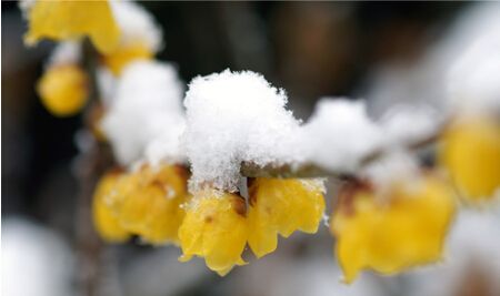 猛犸象灭绝时间之谜,猛犸象是在冰河时期灭绝的吗