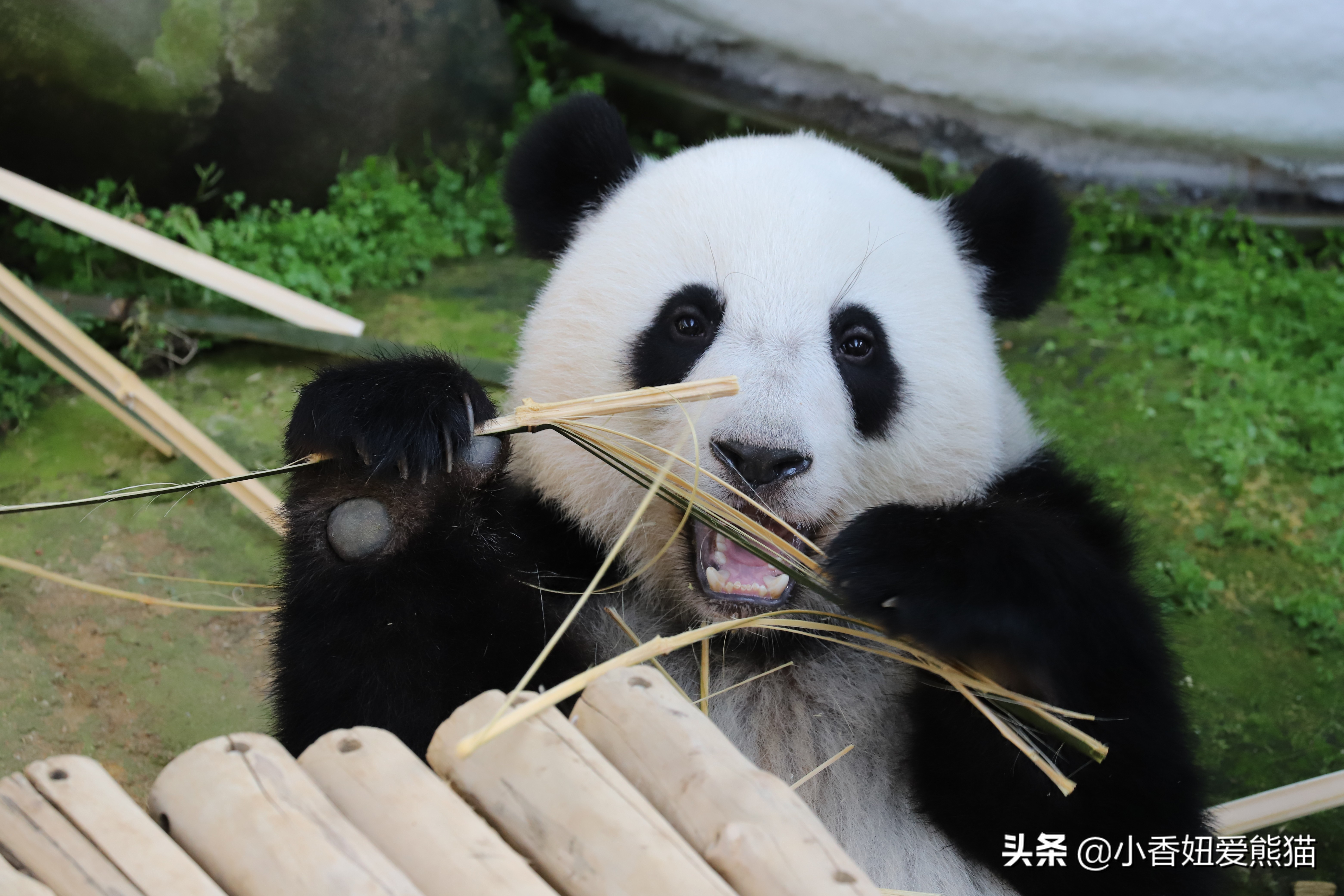 熊猫谊谊出生,马来西亚熊猫谊谊视频