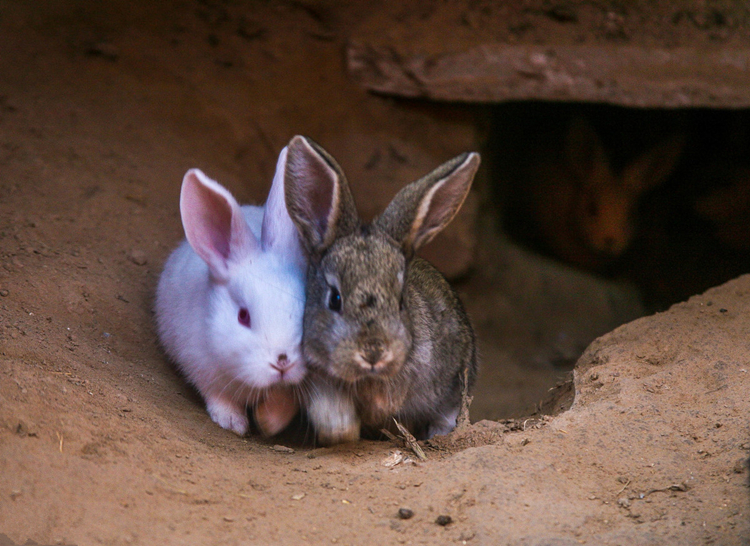 养殖母兔需谨防母兔空怀死胎,养兔中的问题