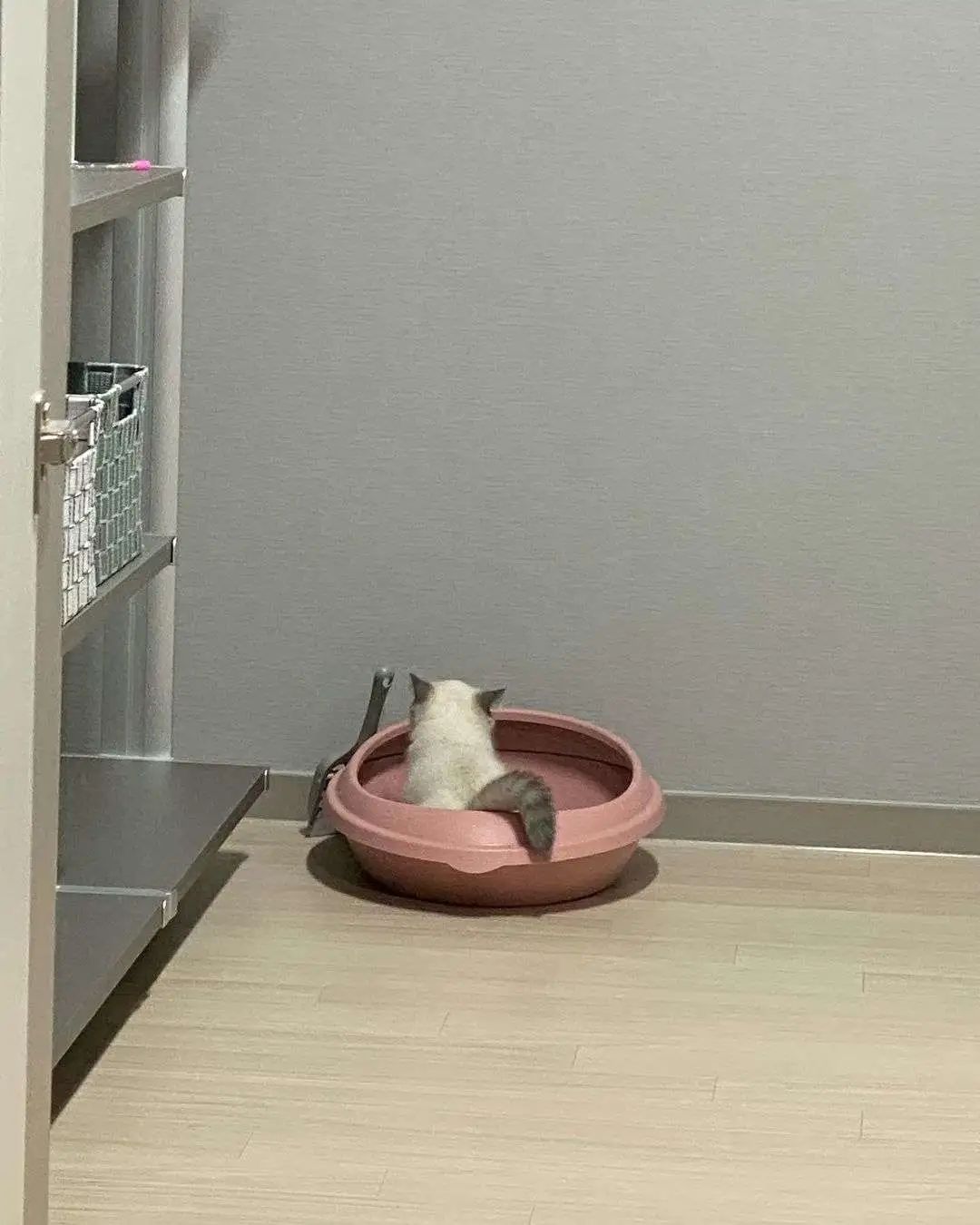 煤老板爆红完整版,煤老板ins