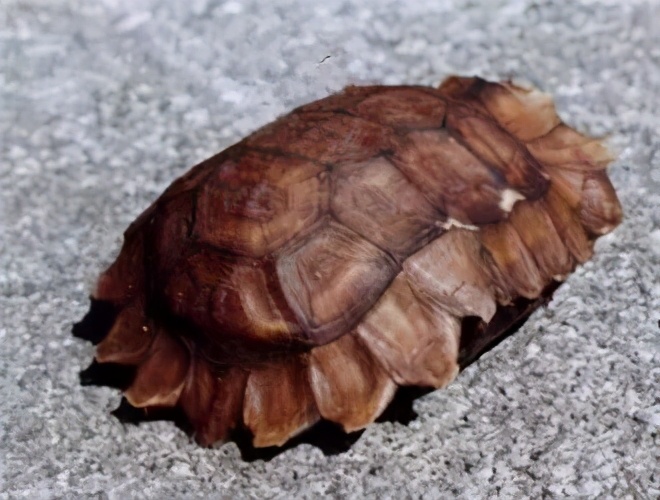 龟类纪录片,龟类图片