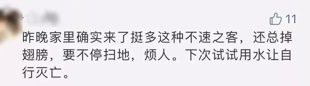 大水蚁进屋能活多久,大水蚁入侵房子