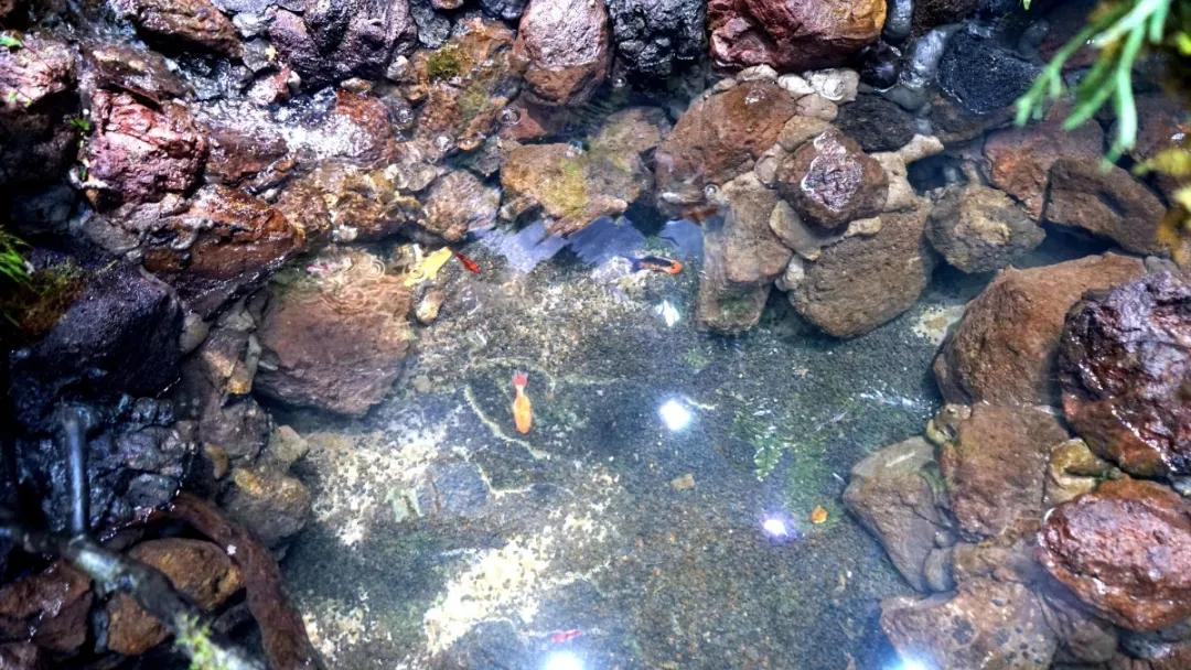 瞒不住了，孙悟空来聊城了，还带着“花果山”