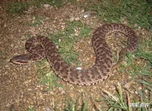 毒蛇有多漂亮,毒蛇有什么问题呢