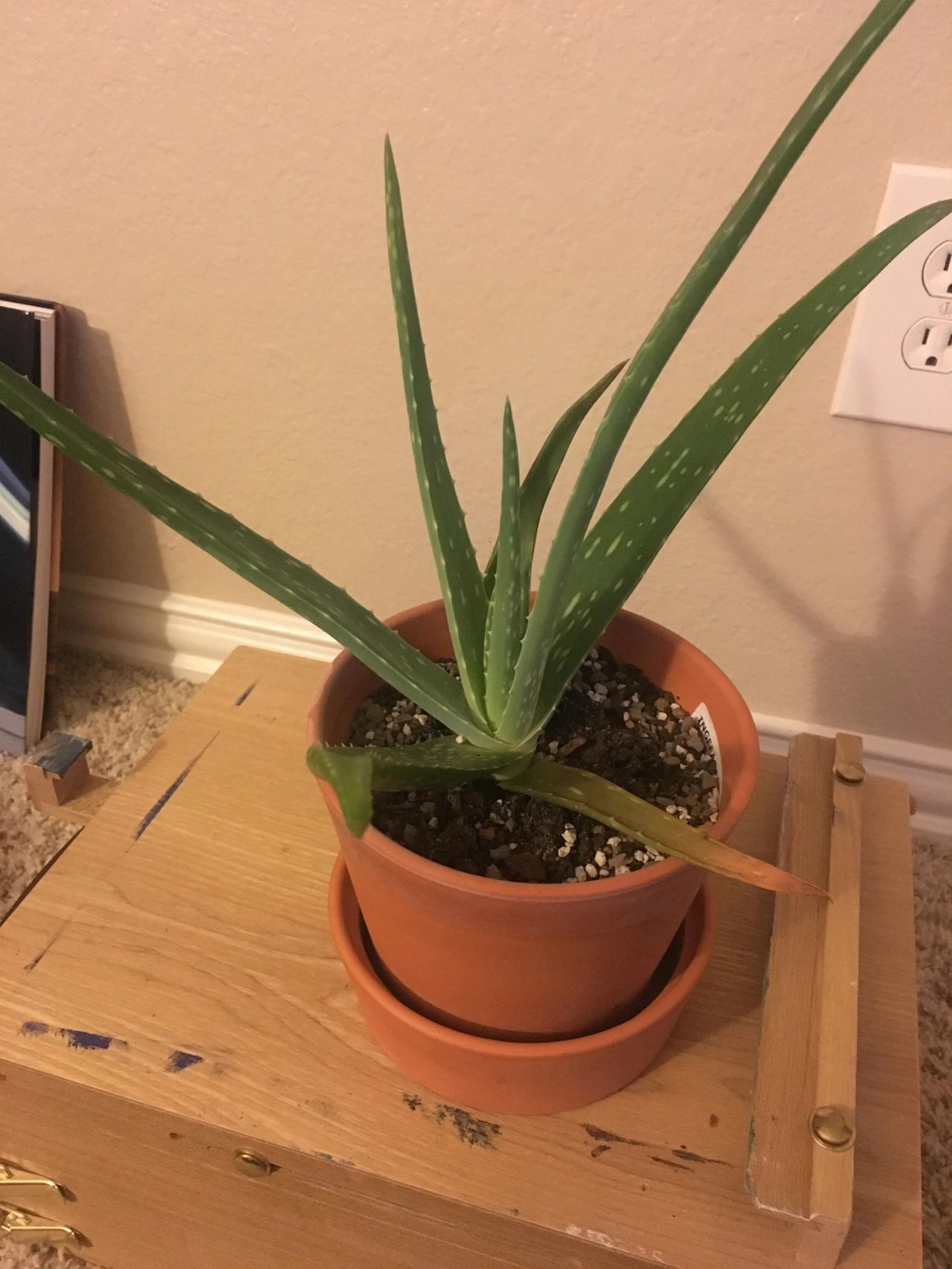 芦荟叶子变红变软可以剪掉吗,种植的芦荟为什么会发黄