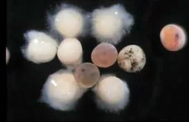 鱼塘水产预防水霉病的有效方法,陈昌福养殖视频全集