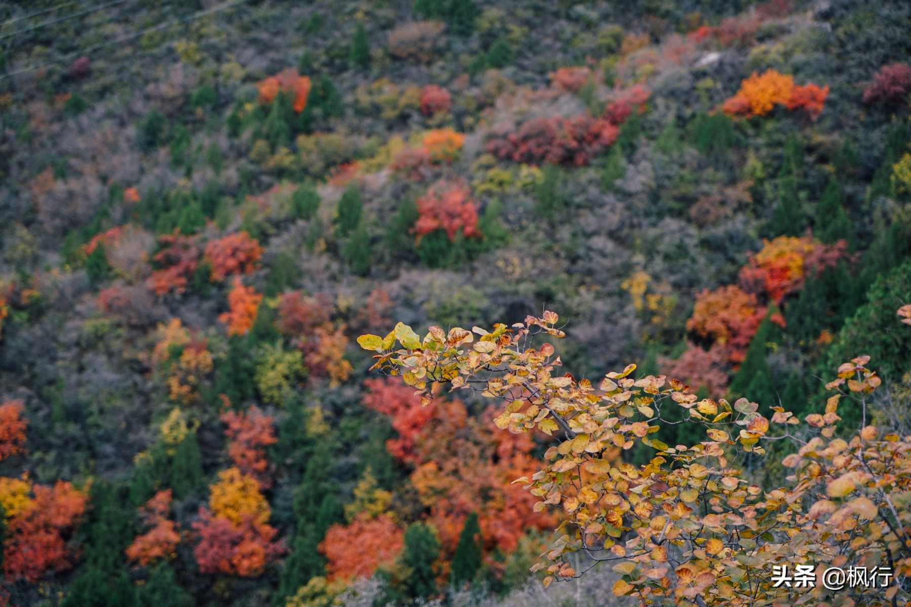 北京18个看银杏的好地方在哪,北京八大处看银杏攻略