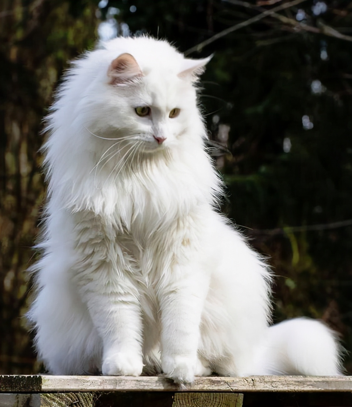 中华田园狮子猫多少钱一只,中华田园猫狮子猫蓝色眼睛