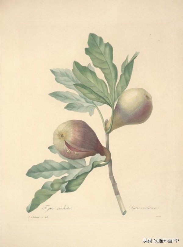 插画风简单的花手绘图片,唯美手绘田园插画图片大全