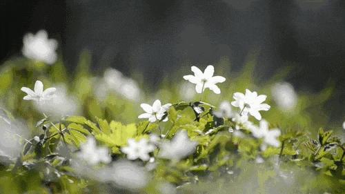 天津春天踏青好地方,天津武清踏青好去处