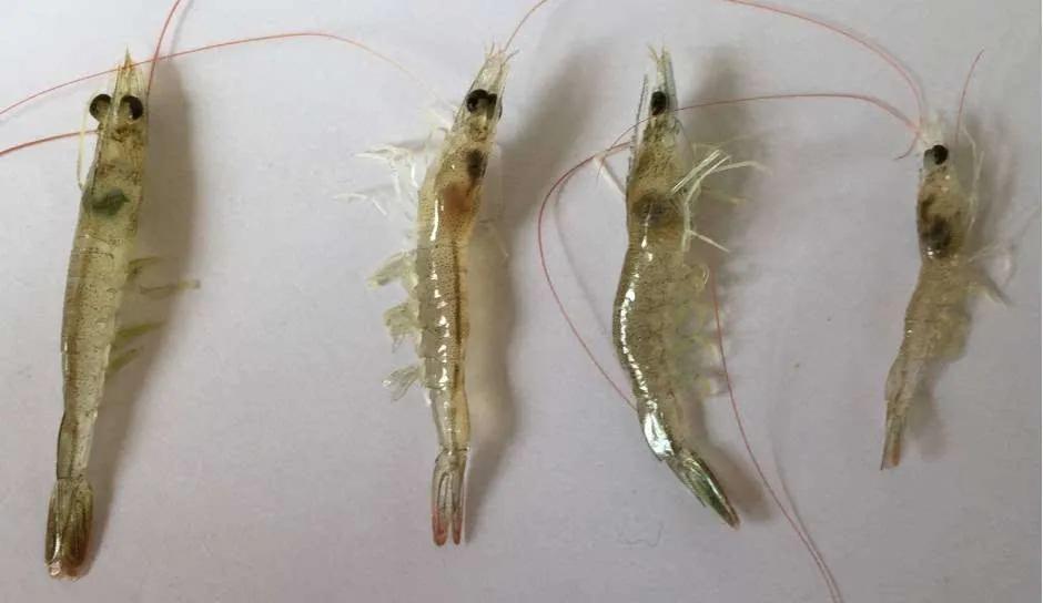 保肝养虾的正确方法,养殖对虾如何保肝护肠