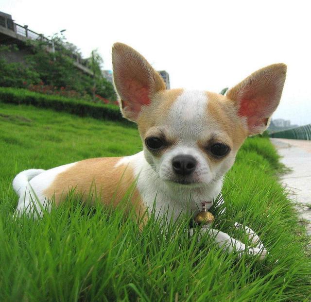 吉娃娃的智商排名及幼犬饲养方法,吉娃娃的外形标准与饲养注意事项