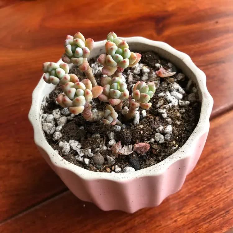 新手小白入坑多肉必看攻略,多肉新手入坑必备指南