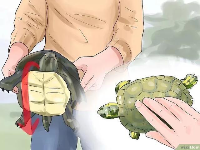 如何提高龟的互动性,养龟怎么和龟互动