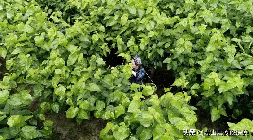 长期盖蚕丝被有什么危害 (长期盖蚕丝被被曝光)