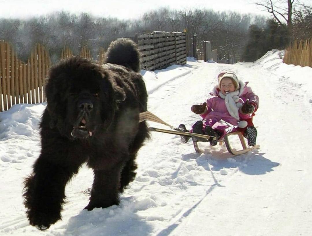 萌犬犬种,惹人喜爱的萌犬