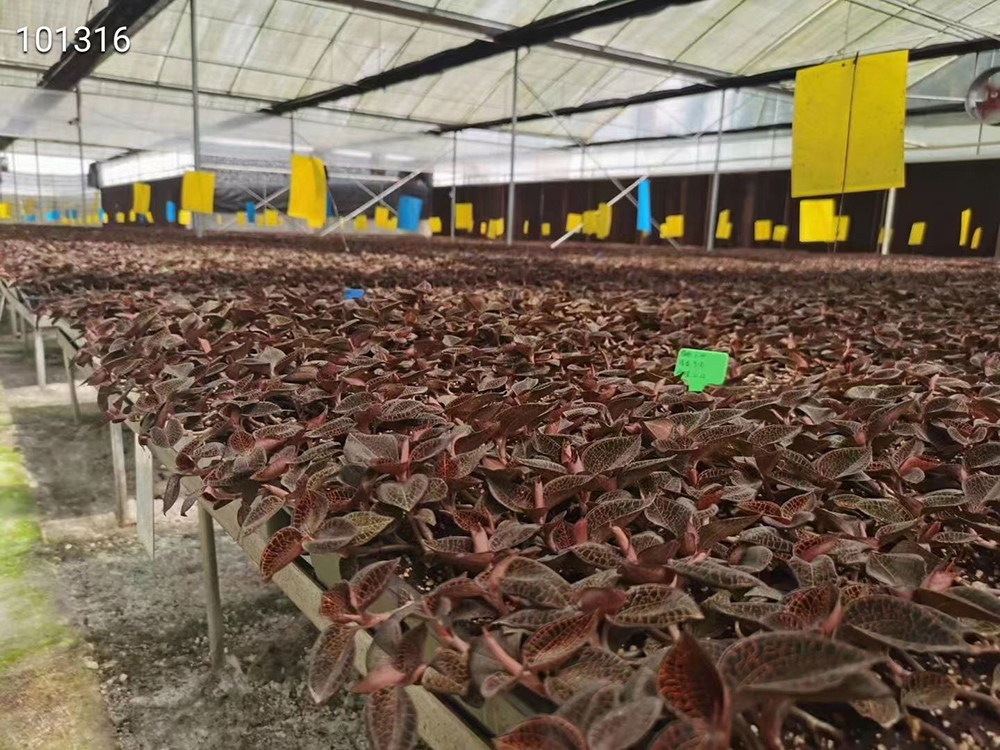 金线莲生长环境和地区,金线莲的生长喜光吗