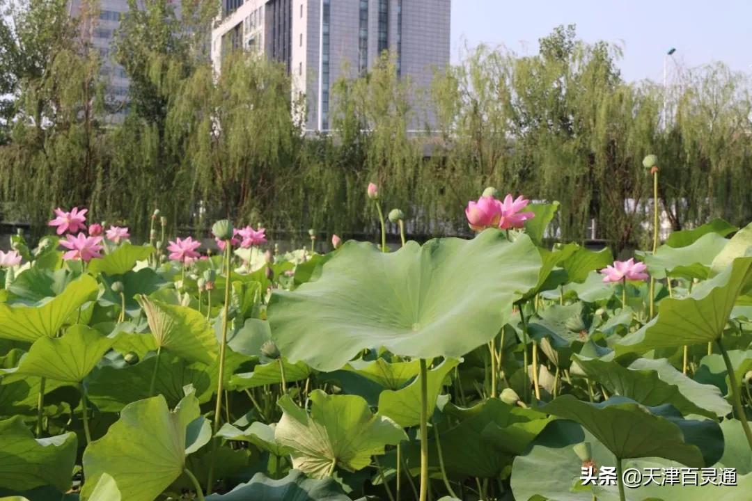 天津去哪里拍荷花最佳,天津荷花观赏地点