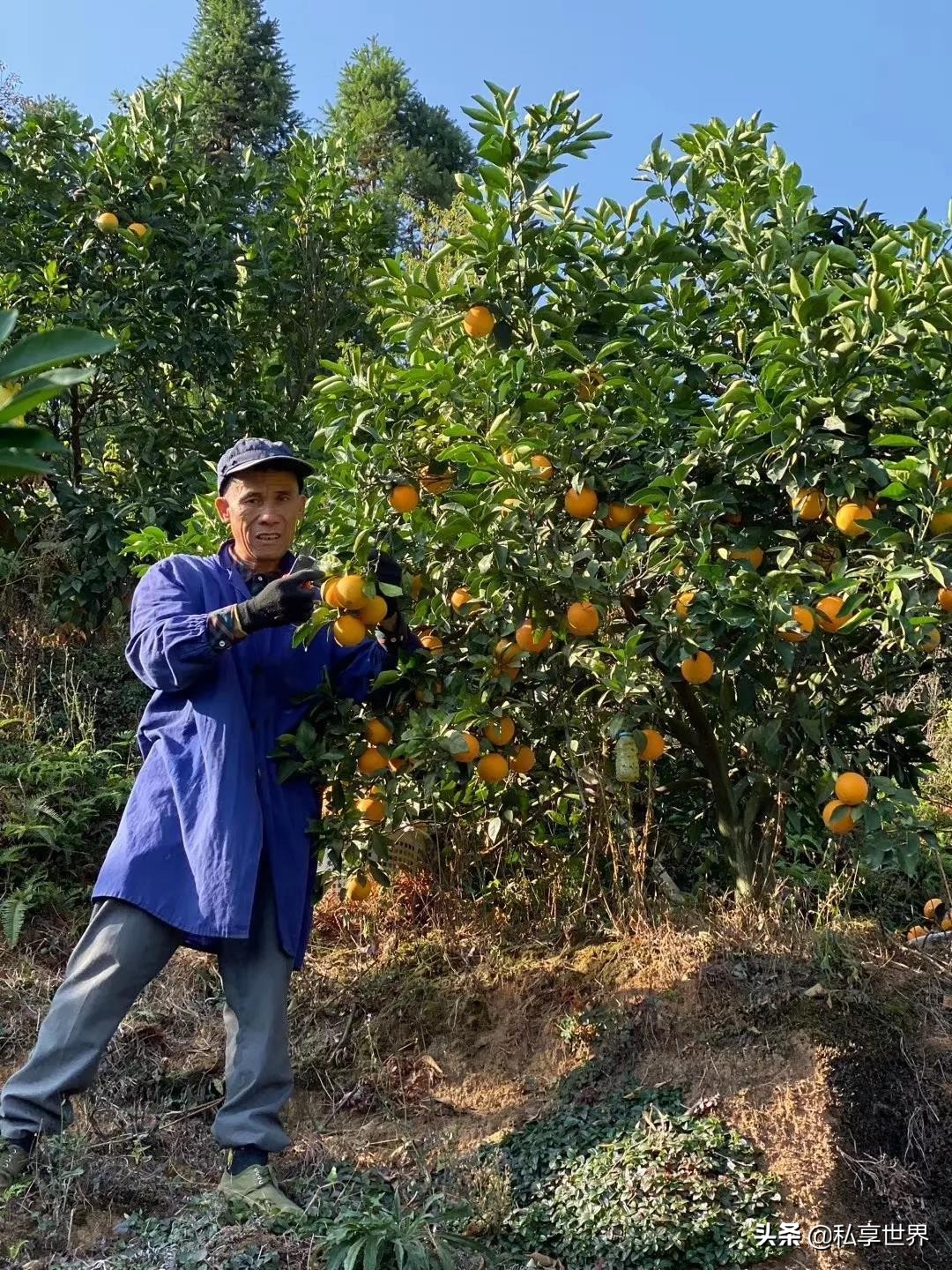 现在哪里的橙子最好吃,全国哪些地方的橙子好吃水分多