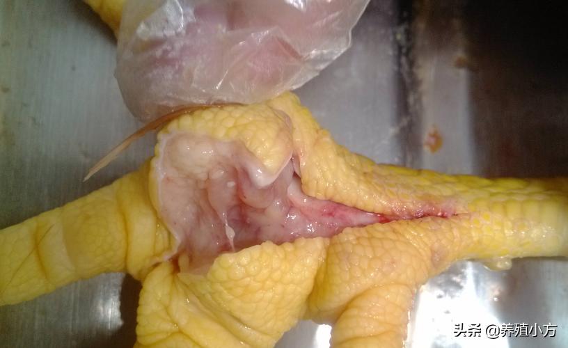 鸡得滑液囊支原体感染拉什么粪便,滑液囊支原体在鸡什么部位注射