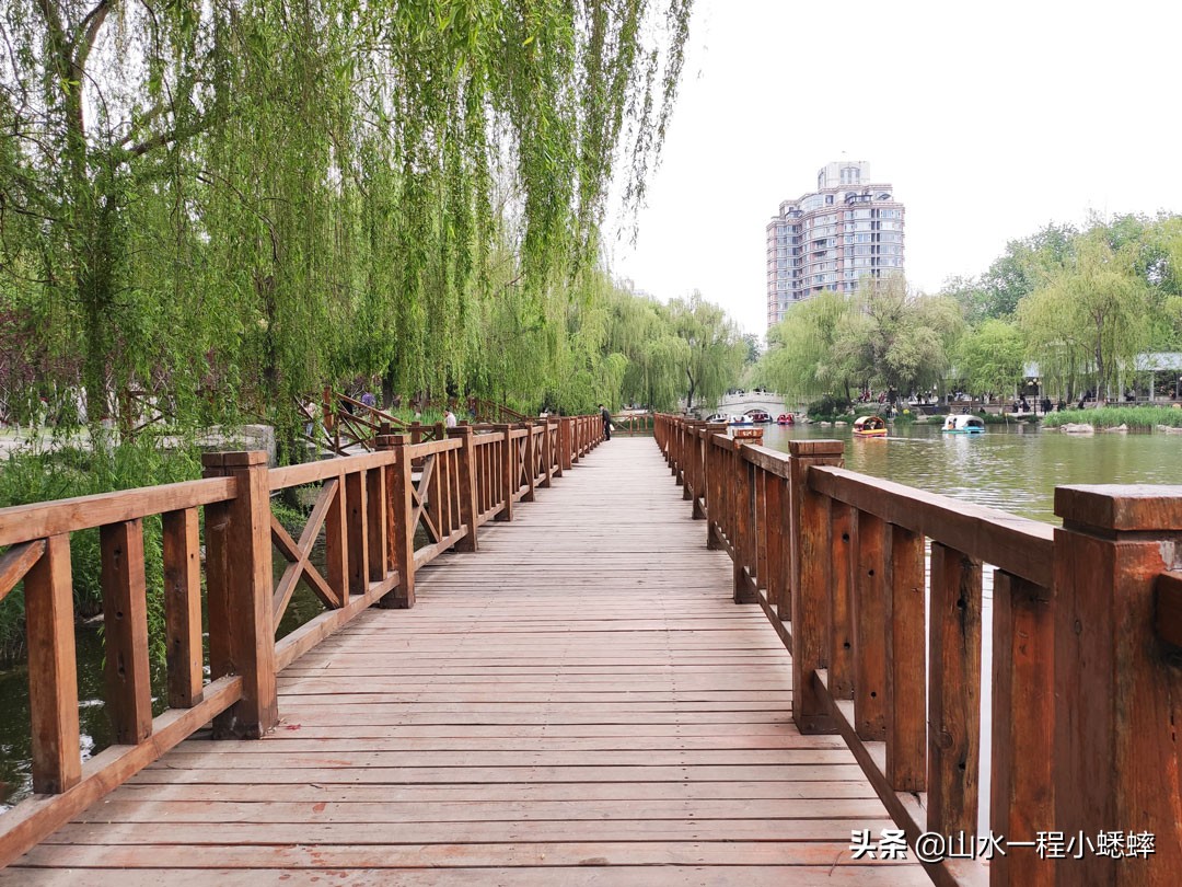 长安公园不愧是石家庄公园老大，牡丹花开真国色,游人如织来长安