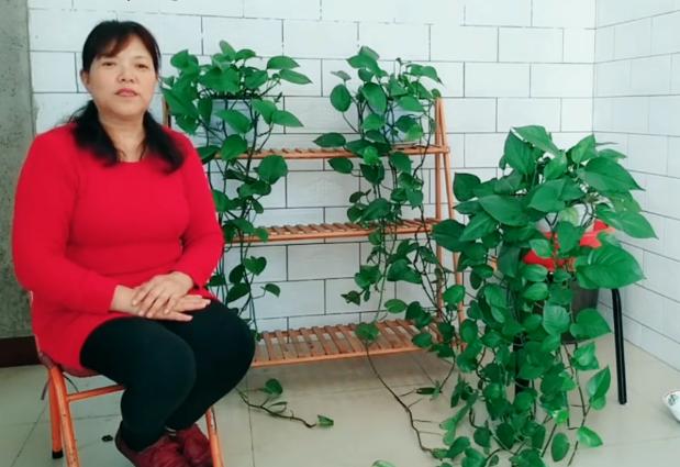 绿萝叶子发黄长斑点快速补救方法,绿萝叶子有斑点发黄怎么办