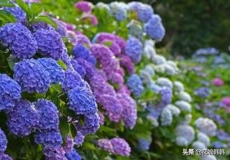 绣球怎么修剪才好,绣球的正确修剪方法