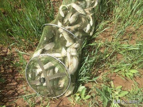 黑坑钓鲫鱼怎么样钓最好,黑坑钓鲫鱼用什么钓最好