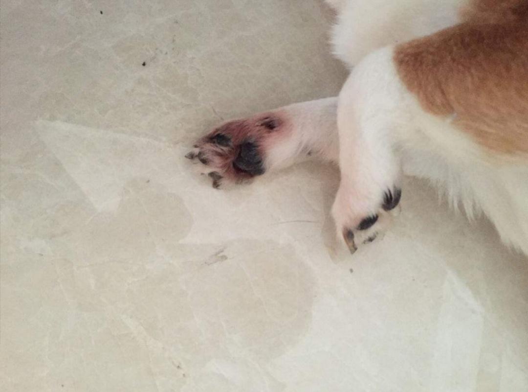 狗狗趾间炎怎么治不肯擦脚,狗狗每天洗脚会趾间炎吗