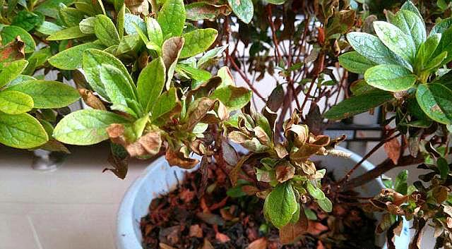 杜鹃花浇水的正确方法和注意事项,杜鹃花浇水方法及注意事项