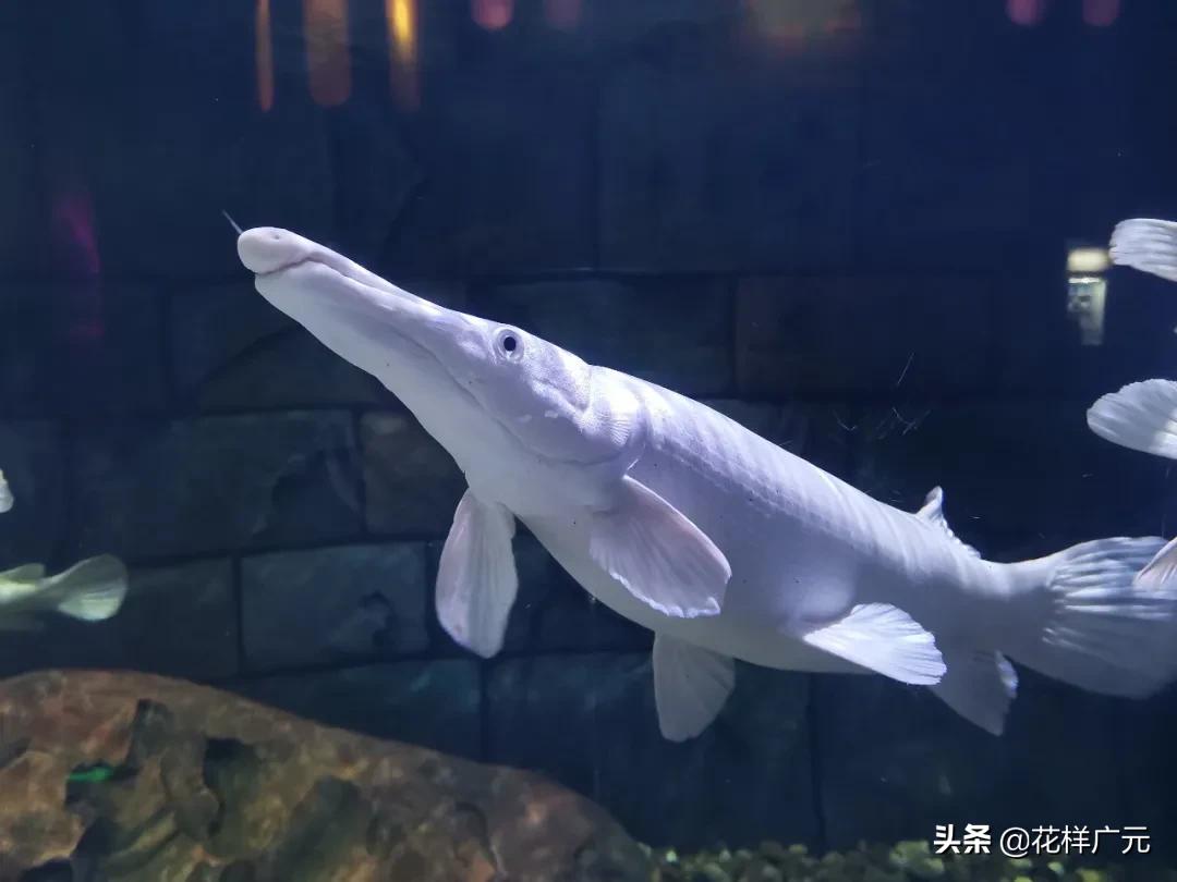 世界十大最凶猛淡水鱼之鳄雀鳝,海洋大揭秘之鱼类大科普海鳝