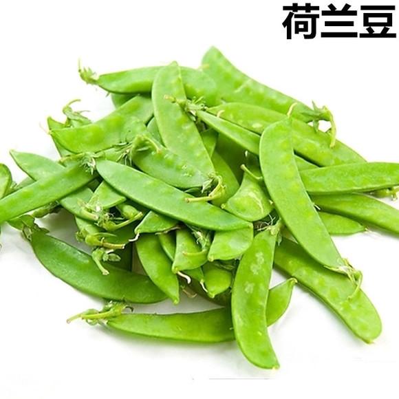 你不知道的国家冷知识荷兰,国家冷知识介绍荷兰