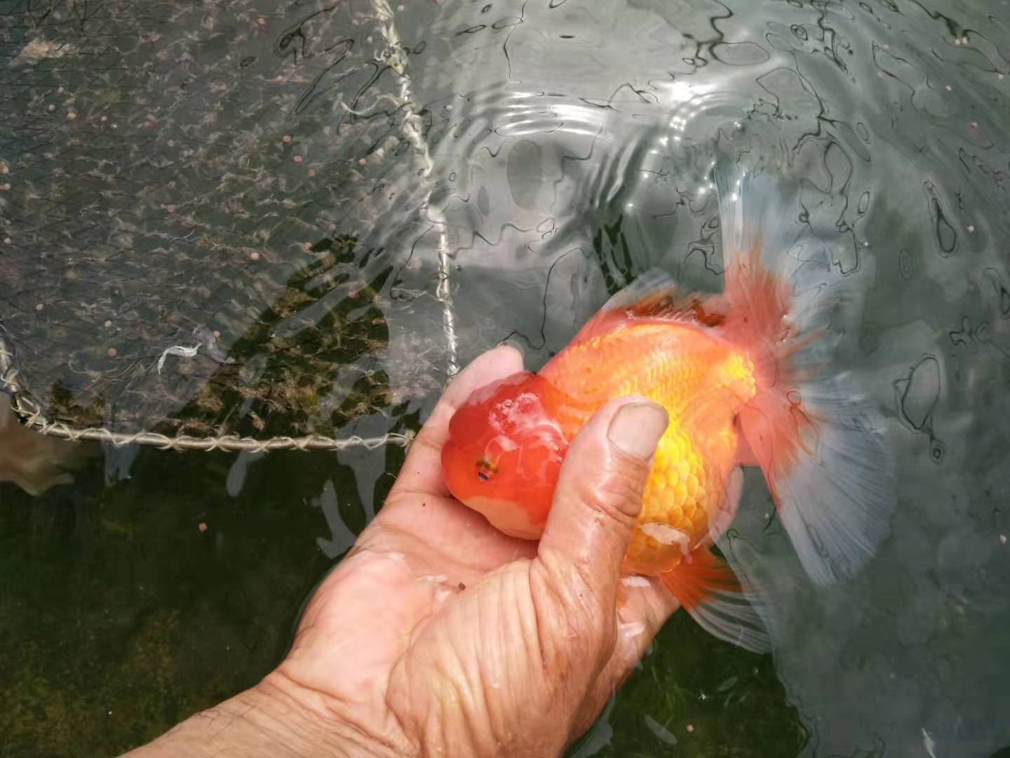 我们养的金鱼有什么品种,我们养鱼的时候怎样才能把它养活