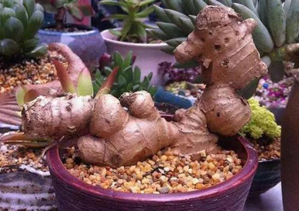 怎样种生姜好吃又简单,家庭种生姜妙招