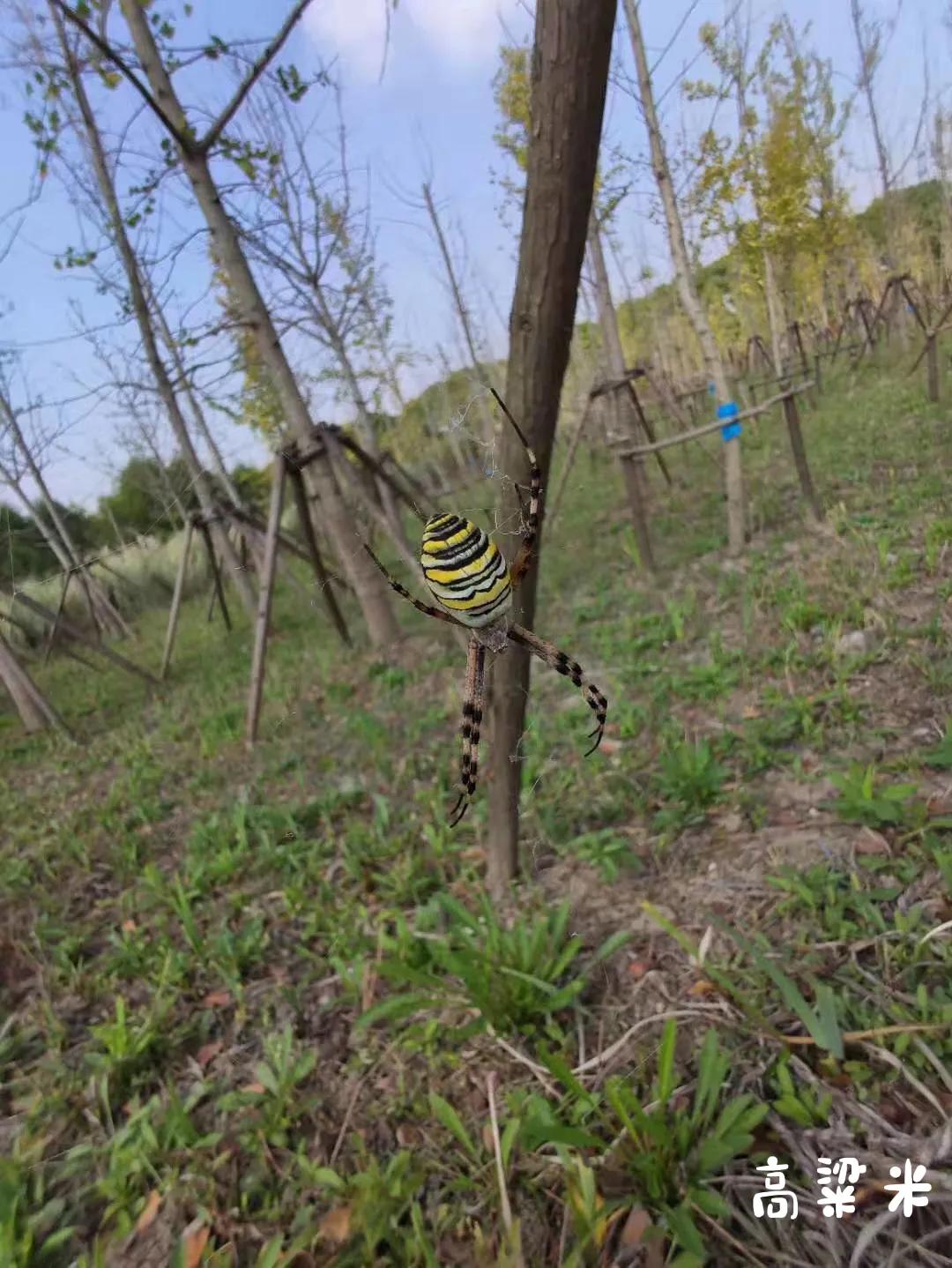 嘉北郊野公园二期,嘉北郊野公园