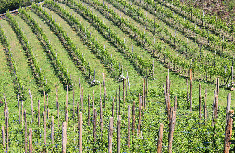 乡村振兴在农村有什么创业项目,2023年乡村振兴创业项目有哪些