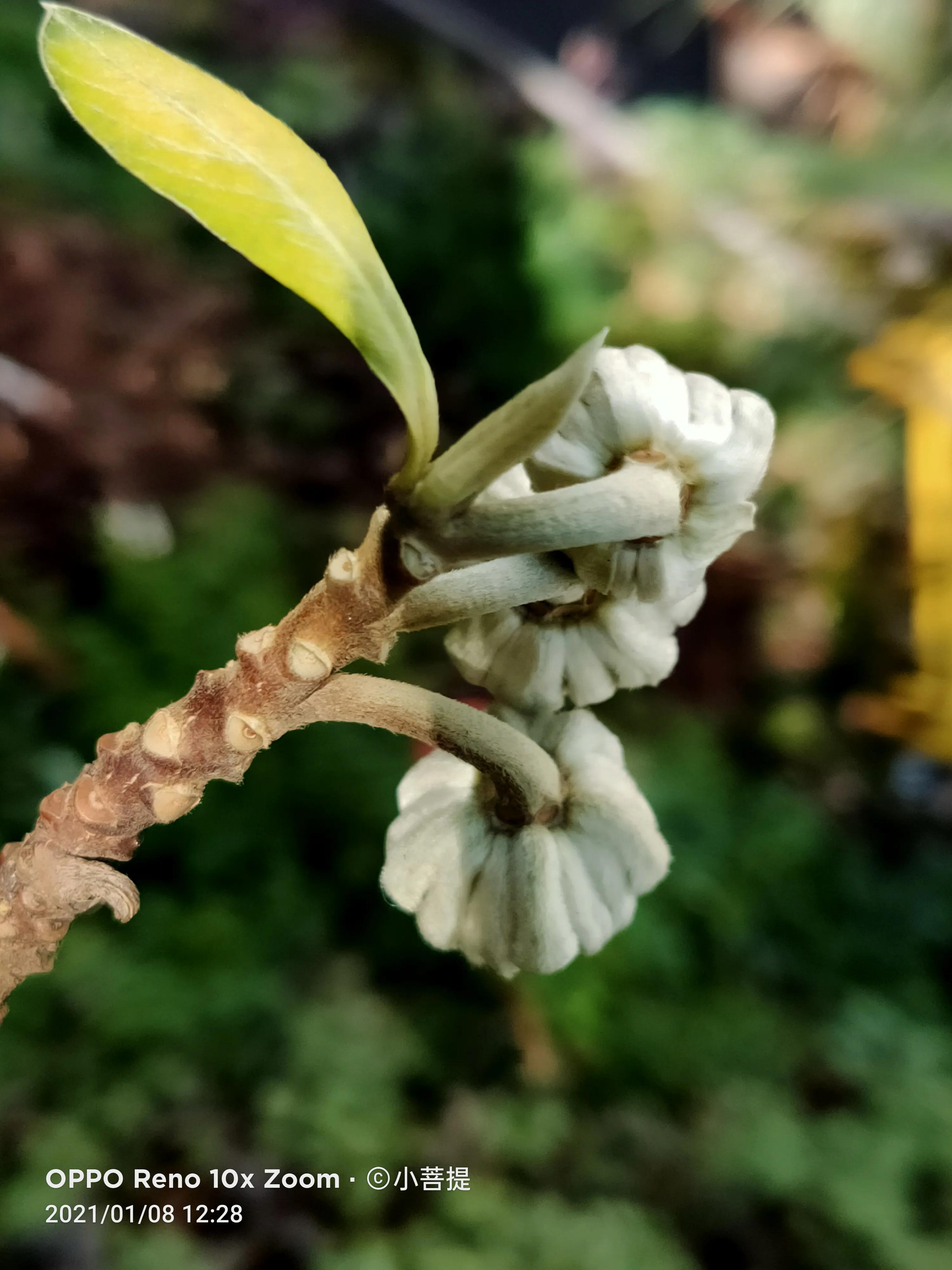 这就是爱情树,若在枝上打两个同向的结,就能得到甜蜜爱情和幸福