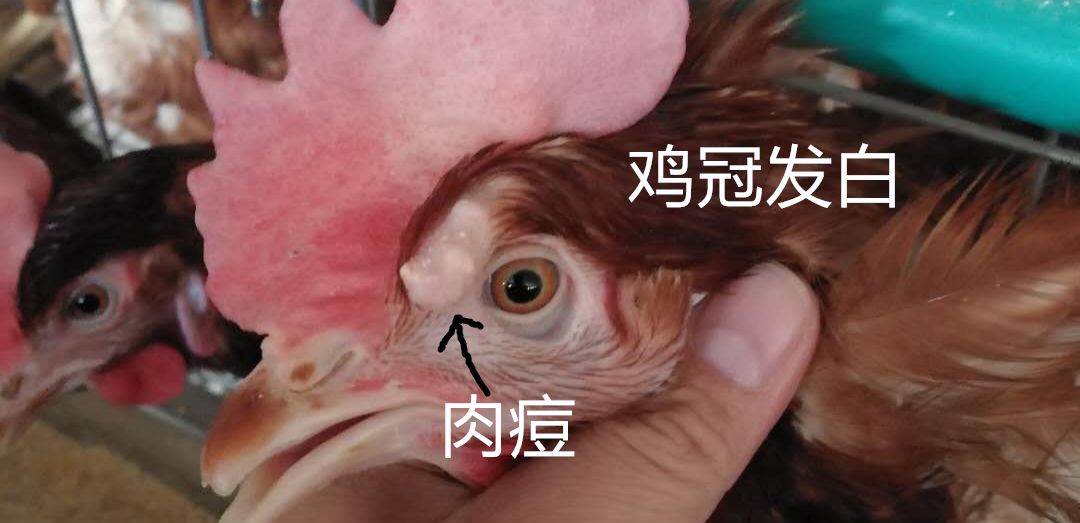 霉菌毒素对禽的危害,禽霉菌病怎么治疗