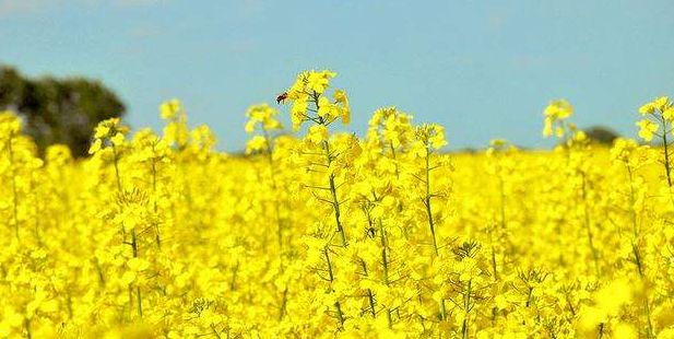 描写油菜花盛开的诗词,描写油菜花的诗词有哪些